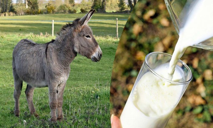 Donkey milk being processed